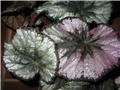 begonia